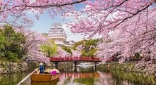 Japan cherry blossom festival