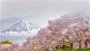 Cherry Blossom Festival, Japan